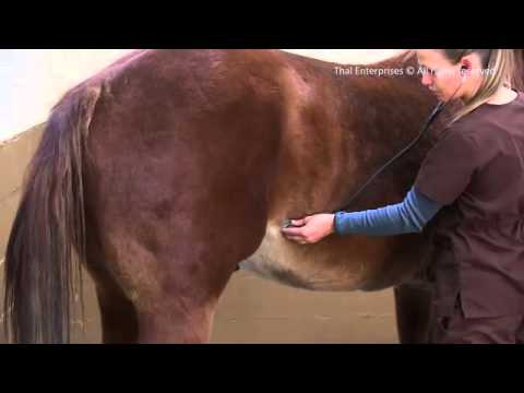 how to assess bowel sounds