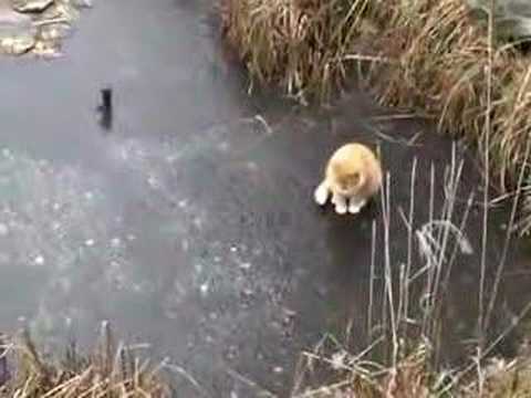 Freaky cat