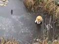 Freaky-cat