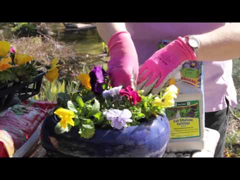 how to fertilize snapdragons