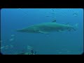 Shark Dive at the Caribsea with OlympusDiving.com Shark Dive at the Caribsea with OlympusDiving.com