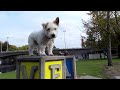 K. S. Brooks' Book Montage Video