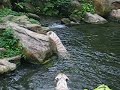 White Tigers Feeding
