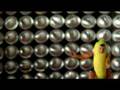 WD-40 : TOUS LES ANIMAUX SONT MES AMIS