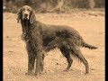 KURDISH SETTER Dog It is not IRISH,SETTER is KURDISH