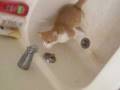 videos de Catbook Movie: Roger in the bathtub...again