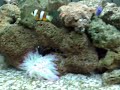 Aquario Marinho de 90 Lt: 1 casal de palhaço clark, 1 palhaço tomato, 1 donzela do rabo amarelo, 1 blenio macaco, 1 neon gold, 1 estrela-do-mar, 1 camarão palhaço, 1 anêmona passiflora, coral: zoanthus, frog marron, leather umbrella. 10 mini-paguros, 20 turbo-snail e 10kg de rocha viva. 