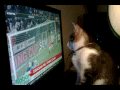 Chili adalah kucing yang dibuang oleh...