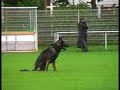 Olex de Valsory - Obedience Olex de Valsory - Obedience