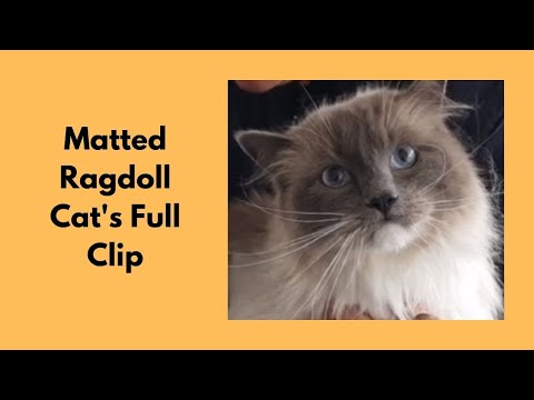 Matted Ragdoll Cat | Full Clip