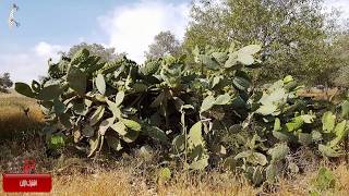 قرية ام الشوف المهجره