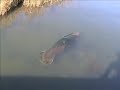 More amazing Cape manatee video