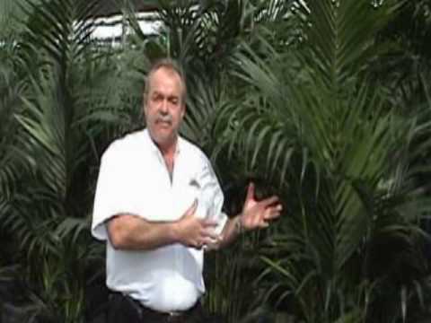 how to transplant kentia palms