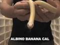 SnakeBytesTV-Kingsnakes and lemon vs snake again??