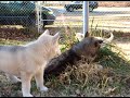 Wolf-Dog Cubs Playing