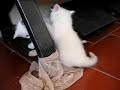Cute kittens II Cute kittens II