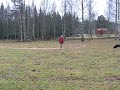 Longering lapsk vallhund