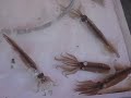 Live Squid in Tank Live Squid in Tank
