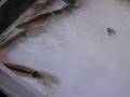 videos de Live Squid in Tank