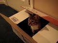 Kitten Box Icon