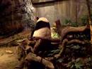Ocean Park 11 - Panda Jia Jia