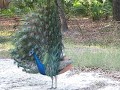 Peacock Showing His Brilliant Tail Spread by Leiza Halsey of Clearwater Florida Peacock Showing His Brilliant Tail Spread by Leiza Halsey of Clearwater Florida