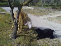 shela il mio cocker spaniel