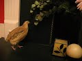 Rusty the Tame Quail Rusty the Tame Quail