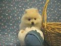 ??? Pomeranian ??? Pomeranian