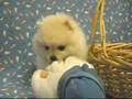 松鼠犬 Pomeranian
