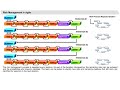 Click here to watch this video Risk Management in Agile | Agile, PMI-ACP Certification Training Online | Agile Courses
