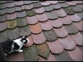 Casper kriegt keine Taube...rrrrrrrr...!!!