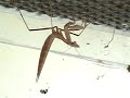 Mantodea In My Terrarium