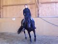 Dressur Training Dressur Training