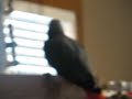 Owwwwww