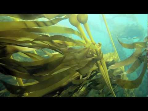 how to grow kelp