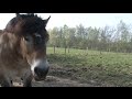 Myopathie atypique maladie mortel du cheval