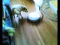 Dog-versus-Roomba