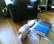 Dog versus Roomba