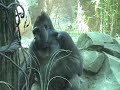 chris cintron,THE BRONX ZOO