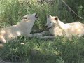 Wild Spirit Wolf Sanctuary