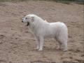 peluche 2008