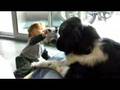 Baby Laughing Hysterically at Newfoundland Dog