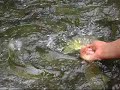 ikan kelah hijau 2