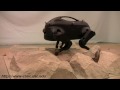 LittleDog robot at USC
