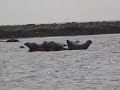 09-08-06 Seals on Gull Island off Penekese Island 09-08-06 Seals on Gull Island off Penekese Island
