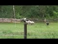 Jula - Beardie-Trial / Sweden 2008