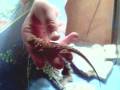 my bearded dragon set up (blaze the magic dragon)