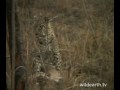 Safari Female\