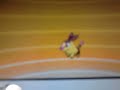 Evolving a Shiny Tepig